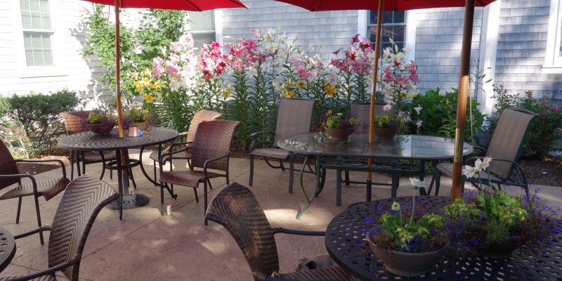 patio in bloom