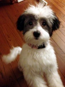 heidi's puppy