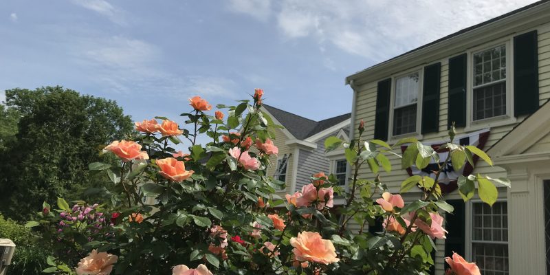 front of house june 20